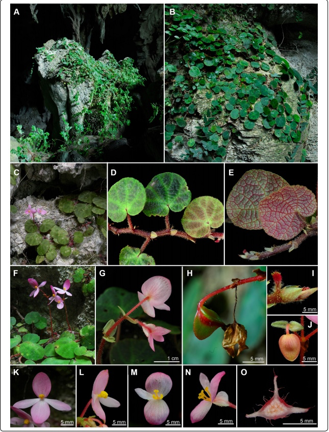 B. zhuoyuniae